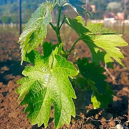 Cavalletti